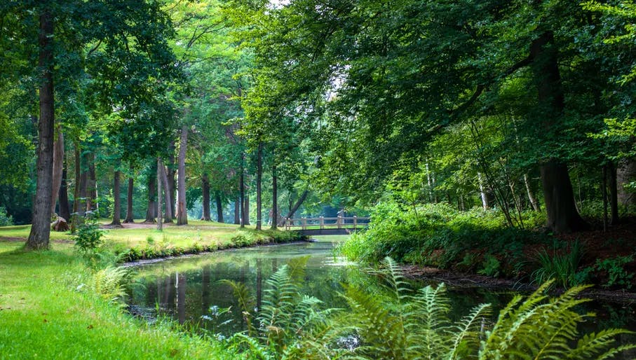 Beautiful pathway and big trees in the green forest at the Pinetum Blijdenstein botanical gardens in Hilversum.