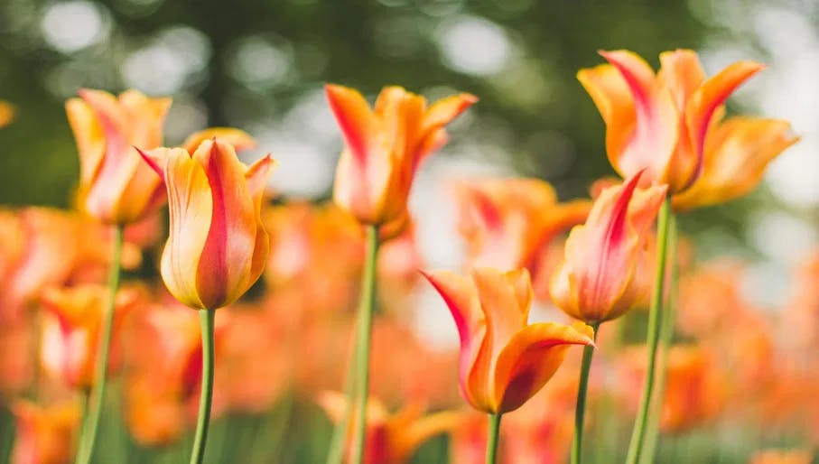Blossoming Orange spring tulips.
