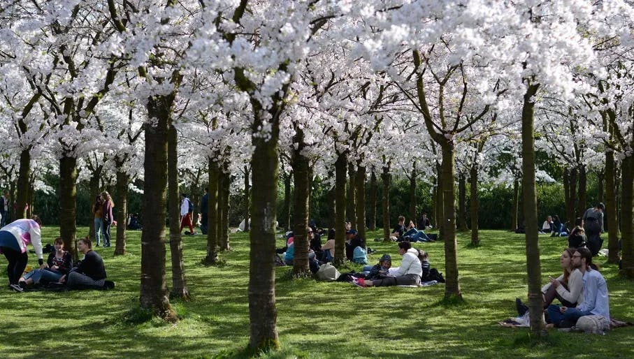 People sitting in The blossoming garden of the spring cherry in Amstelveen