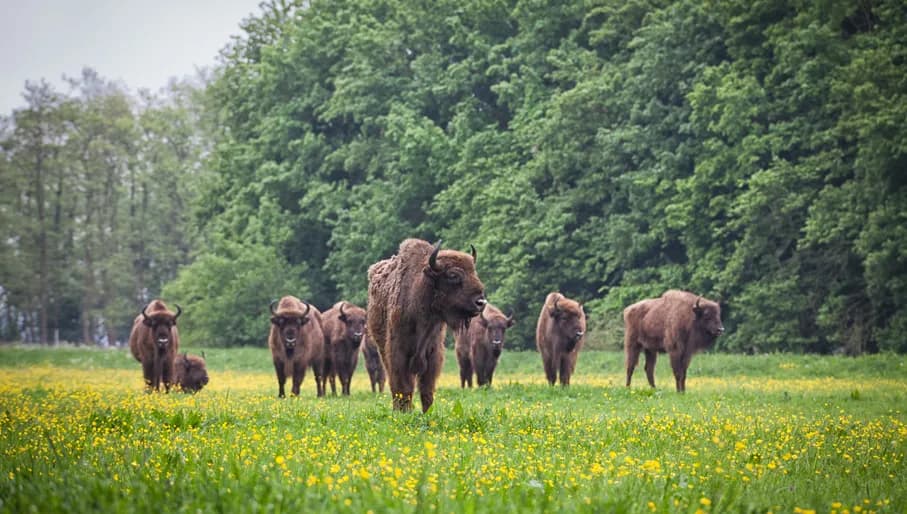 Het Flevolandschap wisenten