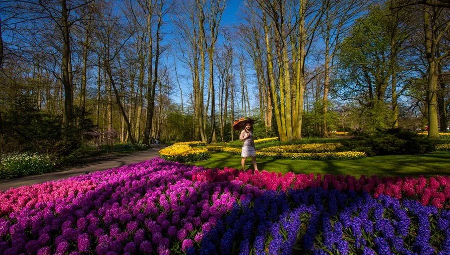 Keukenhof, also known as the Garden of Europe, is the world's second-largest flower garden. It is situated in Lisse, the Netherlands.