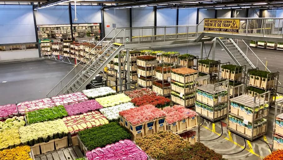 Flower Auction Royal FloraHolland in Aalsmeer