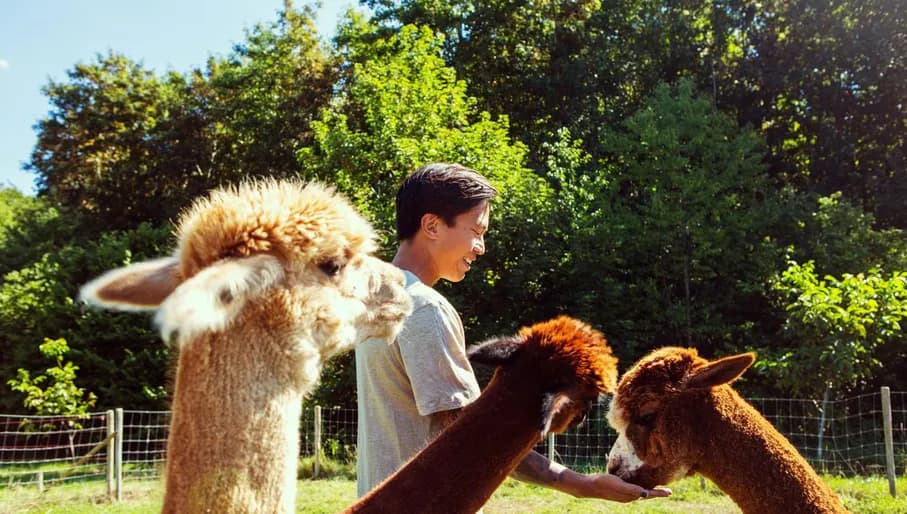 Man with llamas at Almere Jungle