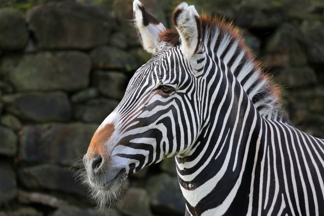 ARTIS Amsterdam Royal Zoo